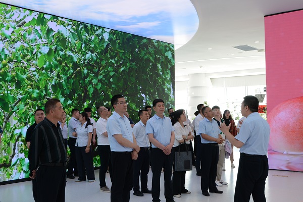 PA视讯,PlayAce林业集团